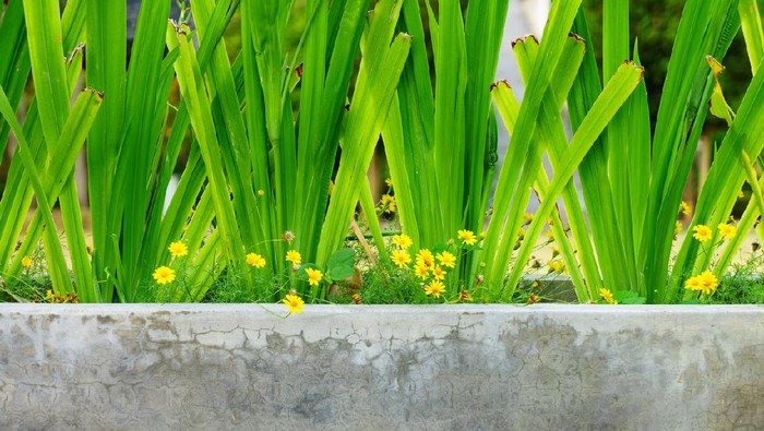 It is a tropical plant and commonly known as Fragrant pandan