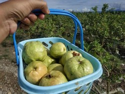 Aceh Punya Wisata Kebun Jambu Super Luas