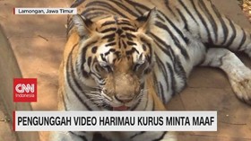 VIDEO: Pengunggah Video Harimau Kurus Minta Maaf