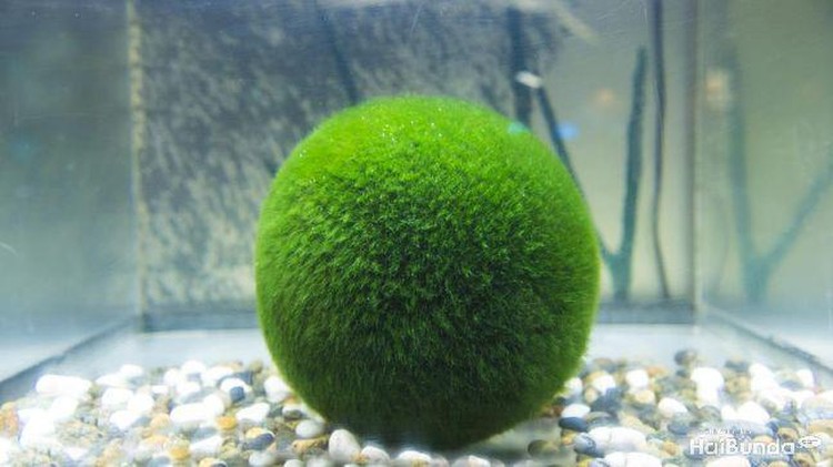 Bunda pernah dengar tentang tanaman hias bola lumut marimo? Tanaman hias bola lumut ini bentuknya begitu unik, beda banget dari yang lainnya lho, Bunda.
