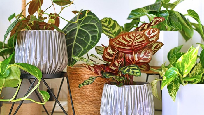 Various different trendy tropical house plants in flower pots arranged on shelf