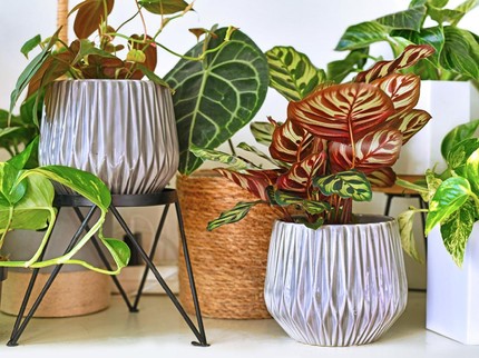 Terpopuler: 5 Pot Tanaman Hias, Raline Shah Perlakukan Pacar Seperti Peliharaan