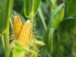 Soal Polemik Harga Jagung Meroket, Mendag: Nggak Ada Barangnya