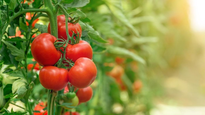 Tomatoes growing in greenhouse