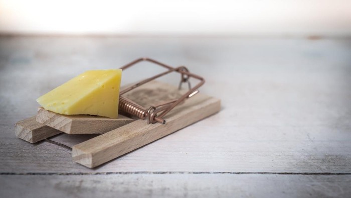 Mau Basmi Tikus di Rumah dengan Tuntas? Begini Caranya!