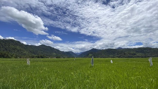 Di tengah banyak tawaran bergaji besar, Fikri Aswan mantap memilih jadi petani. Di Batang Kapas, Sumbar, Fikri mendorong banyak petani untuk menjadi lebih baik.