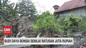 VIDEO: Budi Daya Bonsai Senilai Ratusan Juta Rupiah