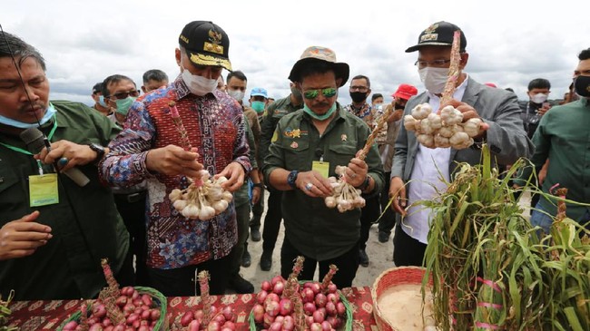 Tiga komoditi yang direncanakan dikembangkan di kawasan food estate Humbahas adalah kentang, bawang merah, dan bawang putih.