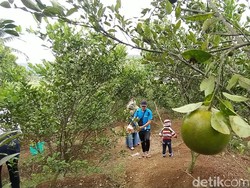 Cobain Deh, Makan dan Metik Jeruk Sepuasnya di Ciamis