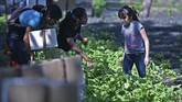 FOTO: Siasat Berkebun Anak-anak El Salvador Cegah Kelaparan Anak-anak di Desa El Paisnal dan El Chaparral, El Salvador, berkebun untuk mencegah kelaparan akibat dampak krisis Covid-19.