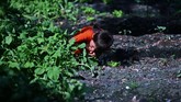 FOTO: Siasat Berkebun Anak-anak El Salvador Cegah Kelaparan Anak-anak di Desa El Paisnal dan El Chaparral, El Salvador, berkebun untuk mencegah kelaparan akibat dampak krisis Covid-19.