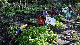 FOTO: Siasat Berkebun Anak-anak El Salvador Cegah Kelaparan