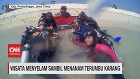 VIDEO: Wisata Menyelam Sambil Menanam Terumbu Karang