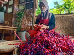 Buah Parijoto Diolah Menjadi Teh yang Kaya Khasiat Sehat