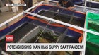 VIDEO: Potensi Bisnis Ikan Hias Guppy Saat Pandemi