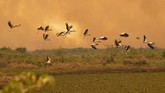 FOTO: Satwa Liar Korban Kebakaran Taman Nasional di Brazil Taman nasional Encontro das Aguas dekat Pocone yang menjadi rumah bagi ribuan spesies tumbuhan dan hewan, termasuk 159 mamalia dan jaguar di Brasil terbakar.