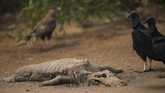 FOTO: Satwa Liar Korban Kebakaran Taman Nasional di Brazil Taman nasional Encontro das Aguas dekat Pocone yang menjadi rumah bagi ribuan spesies tumbuhan dan hewan, termasuk 159 mamalia dan jaguar di Brasil terbakar.