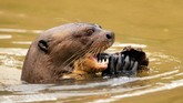 FOTO: Satwa Liar Korban Kebakaran Taman Nasional di Brazil Taman nasional Encontro das Aguas dekat Pocone yang menjadi rumah bagi ribuan spesies tumbuhan dan hewan, termasuk 159 mamalia dan jaguar di Brasil terbakar.
