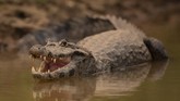 FOTO: Satwa Liar Korban Kebakaran Taman Nasional di Brazil Taman nasional Encontro das Aguas dekat Pocone yang menjadi rumah bagi ribuan spesies tumbuhan dan hewan, termasuk 159 mamalia dan jaguar di Brasil terbakar.