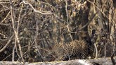 FOTO: Satwa Liar Korban Kebakaran Taman Nasional di Brazil Taman nasional Encontro das Aguas dekat Pocone yang menjadi rumah bagi ribuan spesies tumbuhan dan hewan, termasuk 159 mamalia dan jaguar di Brasil terbakar.