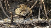 FOTO: Satwa Liar Korban Kebakaran Taman Nasional di Brazil Taman nasional Encontro das Aguas dekat Pocone yang menjadi rumah bagi ribuan spesies tumbuhan dan hewan, termasuk 159 mamalia dan jaguar di Brasil terbakar.