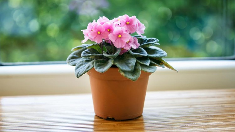 Pink violet flower in pot on green bokeh background