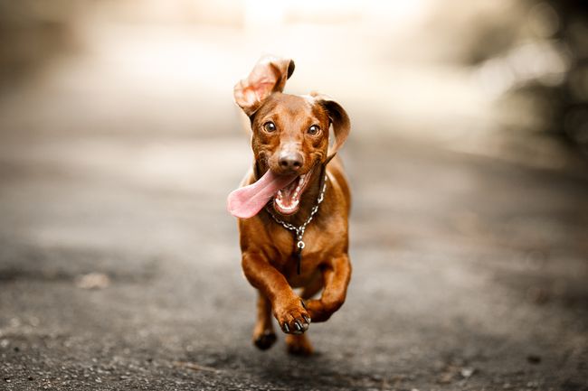 Perjalanan Ribuan Kilometer Anjing Setia Pulang Ke Tuannya