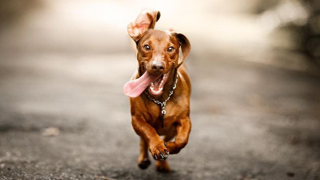 Perjalanan Ribuan Kilometer Anjing Setia Pulang ke Tuannya Sang pemilik terpaksa meninggalkannya di AS karena pembatasan perjalanan. Ia lalu menempuh perjalanan ribuan kilometer untuk bisa pulang ke Australia.