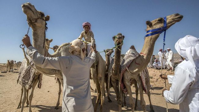 Banyaknya turis yang datang ke Qatar karena Piala Dunia 2022, ternyata membuat unta-unta kelelahan meladeni permintaan wisata naik unta di padang pasir. 