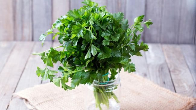 4 Cara  Menyimpan  Daun Parsley Supaya  Tetap Awet