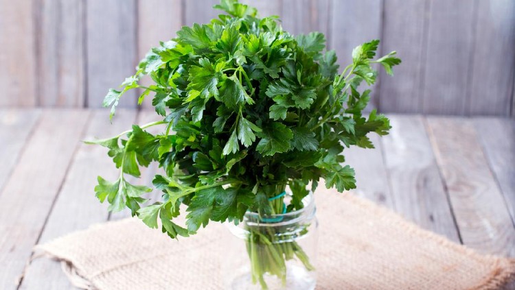 Daun parsley Fresh green parsley on the wooden table