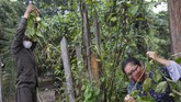 FOTO: Suku Pedalaman Peru dan Pengobatan Leluhur Lawan Corona Penduduk di pedalaman hutan Amazon di Ucayali, Peru, menggunakan pengobatan tradisional warisan leluhur untuk menghadapi infeksi virus corona