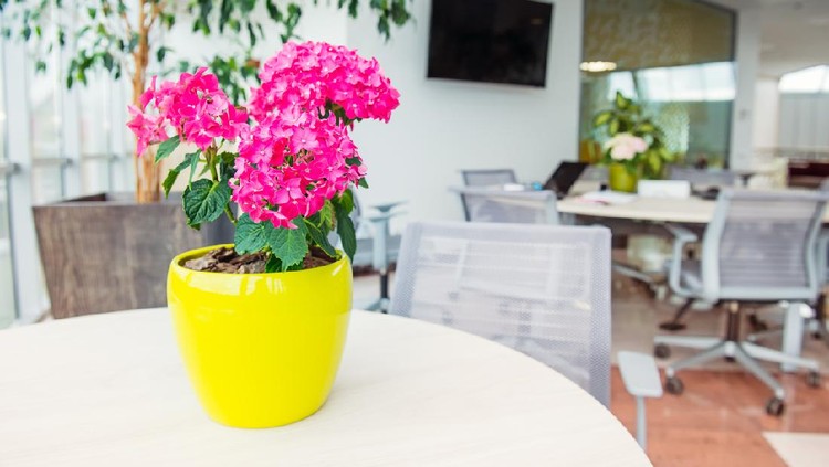 Selective focus on Geranium flowers pot with blurred background of light interior of open work space office with desks, chairs and green plants. Coworking. Minimalism business style. Copy space