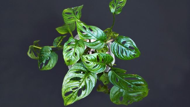 Di masa pandemi ini, banyak orang terpikat tanaman hias Monstera. Apalagi spesies Monstera adansonii variegated atau janda bolong. Begini cara merawatnya.