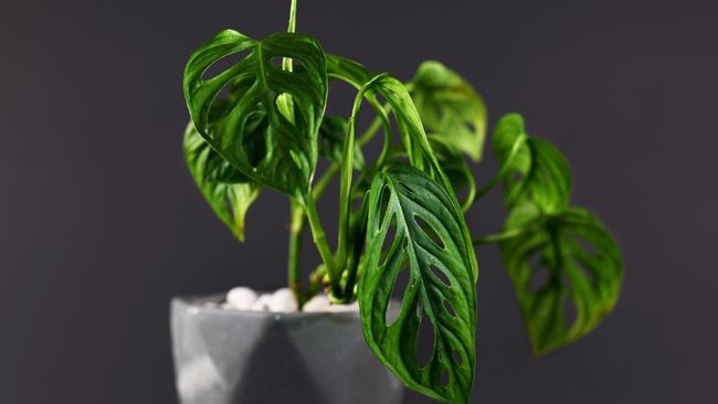 Tanaman hias Monstera adansonii variegated yang dijuluki 'janda bolong' dibanderol dengan harga selangit. Mengapa demikian?