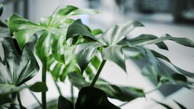 Janda Bolong dan Jenis Tanaman Monstera Lainnya yang Memikat