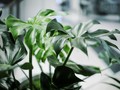Janda Bolong dan Jenis Tanaman Monstera Lainnya yang Memikat
