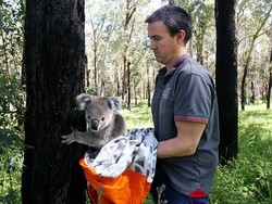 Gampang Stres, Koala Australia Terancam Punah