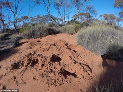 Kalajengking Besar Makin Banyak di Australia, Ini Sebabnya