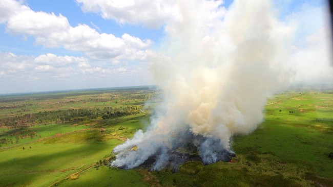 LSM mendesak pemerintah tetap melindungi hutan dari kebakaran karena lahan yang tersisa 9,4 juta hektare walaupun ada pandemi corona. 