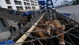 Penangguhan Impor Sapi Australia Tak Ganggu Pasokan Daging di RI