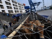 Penangguhan Impor Sapi Australia Tak Ganggu Pasokan Daging di RI