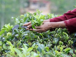 Sektor Pertanian di Kuartal III Tumbuh 2,15%, Ini Kata Akademisi