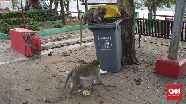 Kera liar masuk ke Desa kacok dan Rek Kerrek, Pamekasan. Kera-kera itu menyerang bocah dan warga. Akibatnya, satu orang meninggal.