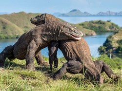 Terpopuler: Digigit Komodo Harus Amputasi?
