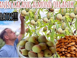 Keseruan Wanita Banyuwangi Saat Panen Almond di Inggris, Langsung dari Pohon!