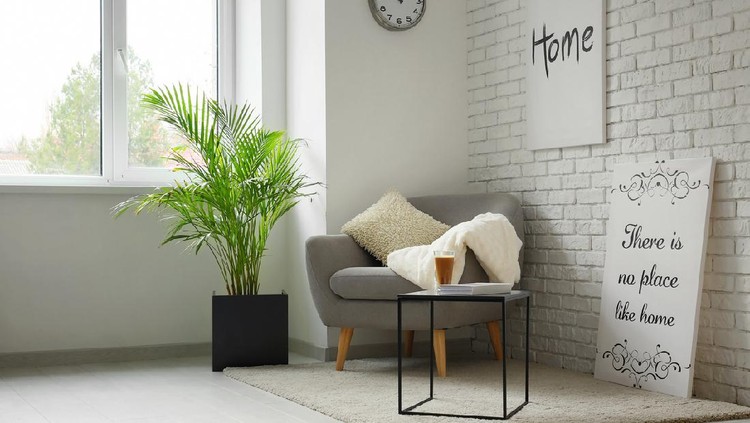 Decorative Areca palm in interior of room