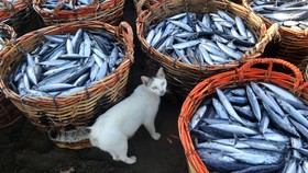 Kenapa Kucing Suka Ikan?