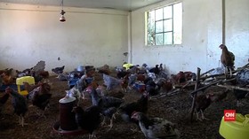VIDEO: Tak Ada Pemasukan, Sekolah Berubah Jadi Kandang Ayam