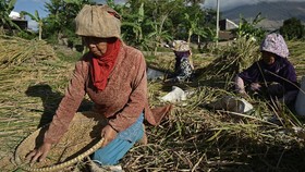Upah Buruh Tani Naik Jadi Rp57.771 pada Februari 2022